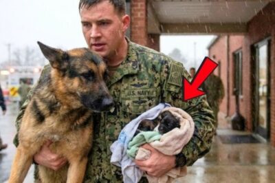 Verlassener K9-Schäferhund bricht in den Armen eines Navy SEALs zusammen: Ihre stumme Bitte rührte ihn zutiefst!