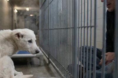 Der Welpe war zu schwach zum Fressen, sein Blick leer, sein Körper ausgezehrt – jede Hilfe schien vergeblich. Tierärzte hatten kaum noch Hoffnung, Pfleger versuchten alles. Doch dann tat seine Retterin etwas völlig Unerwartetes: Sie begann leise ein Lied zu singen. Was in den nächsten Minuten geschah, widersprach jeder Logik und berührte selbst abgebrühte Tierschützer bis ins Mark. Dieser Moment veränderte alles… klickt auf den Link, um das ganze Video zu sehen.