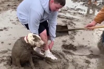 💥 Personne ne s’y attendait! Die Wahrheit éclate au grand jour: Die Rettung dieses Hundes demontiert alle Mauern der Gleichgültigkeit – die „Malédiction“ der Traurigkeit bricht! Die Nachbarschaft bebte, als das schockierende Drama begann. C’est difficile zu glauben, aber c’est vrai: Die emotionale Rettung agaciert zutiefst und enthüllt die schockierende, bisher verschwiegene Geschichte des Tieres. Mach dich bereit zu weinen! Welches explosive, nur angedeutete Detail der Rettungsaktion zwang die gesamte Nachbarschaft zur sofortigen, herzergreifenden Hilfe? Alle Details zur dramatischen Rettung sind in den Kommentaren! Lesen Sie sofort weiter! 👇