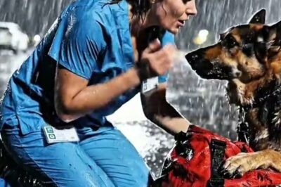 Tierärztin findet einen zitternden, weinenden Hund, der sich verzweifelt an einer alten, verschlossenen Tasche festklammert, und obwohl niemand verstehen kann, warum das verängstigte Tier nicht einen einzigen Zentimeter von diesem rätselhaften Gegenstand weichen will, ahnt die Ärztin nach einem einzigen Blick in die Augen des Hundes, dass in der Tasche etwas steckt, das sein Leben verändert hat – und als sie den Reißverschluss schließlich öffnet, entdeckt sie einen Fund, der ihr Herz für immer bricht und alles erklärt.