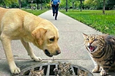 Ein Hund läuft unruhig zwischen Passanten hin und her, bellt, bleibt stehen, zieht an Hosenbeinen – als wolle er unbedingt etwas sagen. Niemand ahnt, dass unter ihren Füßen ein winziges Kätzchen in einem überfluteten Gully um sein Leben kämpft. Erst als Menschen dem Hund folgen, begreifen sie die Wahrheit. Was dann passiert, verwandelt eine regnerische Straße in eine Szene voller Mut, Mitgefühl und Hoffnung… klickt auf den Link, um das ganze Video zu sehen.