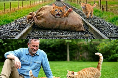 Guter Mann rettet verlassene Katzenmutter – rettet Katzenmutter nur Sekunden vor dem Zug dddd