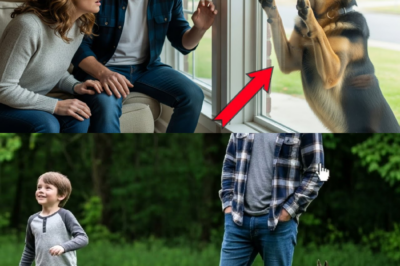 Der Hund, der ein 50-jähriges Familiengeheimnis lüftete: Schockierende Wende im Fall des vermissten Tommy Mitchell.