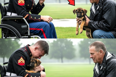 Die Stille gebrochen: Wie ein Hund das Schicksal eines gelähmten Marines neu schrieb und das Unmögliche möglich machte.