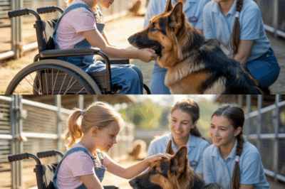 Vom Monster zum Messias: Wie der aggressive Polizeihund Rex durch die Liebe eines gelähmten Mädchens in den Flammen zum ultimativen Helden wurde