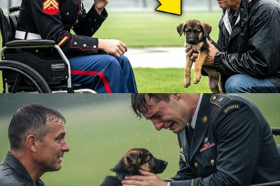 Vater schenkt gelähmtem Marine einen Schäferhund – was der Hund tat, machte Ärzte sprachlos._d