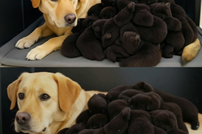 Hund bringt 15 ‘Welpen’ zur Welt – dann merkt der Tierarzt, dass es KEINE Hunde sind…_d