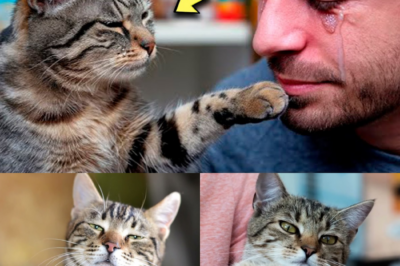 Der Geist auf meiner Brust: Warum die letzte Nacht mit Kater Barabas für Jack alles veränderte