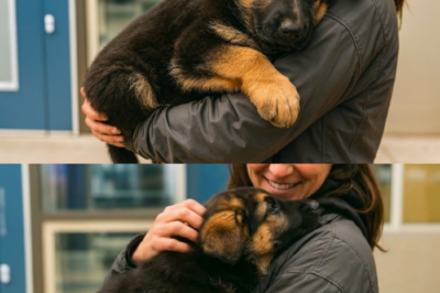 Sterbender Welpe umarmt Besitzerin vor dem Einschläfern – dann bemerkt der Tierarzt etwas Seltsames!
