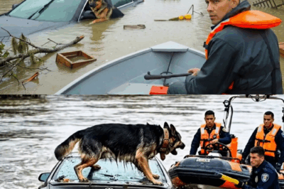 Held auf vier Pfoten: Wie Schäferhund Titan die Polizei zu einem Entführungsopfer im Hochwasser führte