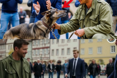 Ein millionär schenkte einem landstreicher aus spaß einen nutzlosen hund, bereute es aber später 