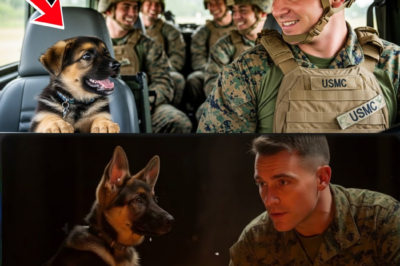 Geretteter Deutscher Schäferhund unterhält sich ununterbrochen mit seinem Marinesoldaten – diese Freundschaft ist einfach zum Schreien komisch.