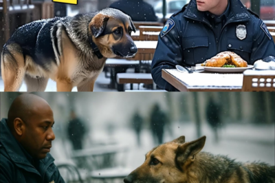 Ein hungriger Hund sah den Polizisten an: ‚Darf ich essen?‘–Was dann geschah, rührte alle zu Tränen ddd