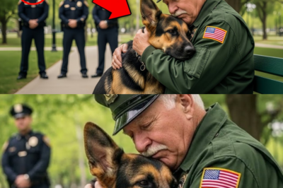 Ein K9-Hund wurde auf einen hilflosen alten Mann losgelassen – was dann geschah, erschütterte alle! 