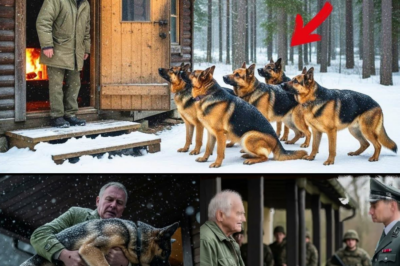 Einsamer Veteran gibt 5 erfrorenen Hunden Zuflucht, Am nächsten Tag umstellt das Militär sein Haus! ddd