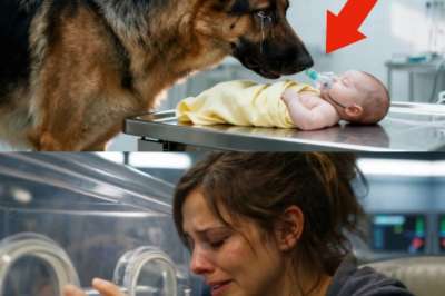 Schäferhund besucht sterbendes Baby – was er tat, brachte die ganze Welt zum Weinen 