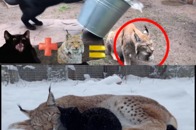 Hauskatze und Luchs beste Freunde? Zoogeschichte ddd