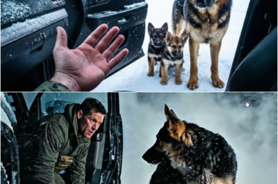 Navy-SEAL öffnet im Blizzard die Autotür für frierende Hundefamilie – Was dann passiert, rührt 