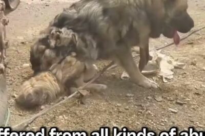 Unerwünscht und unglücklich – bis wir kamen und ihr Leben für immer veränderten.