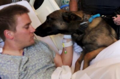 Wochenlang liegt ein verletzter Polizist im Krankenhaus, gezeichnet von einem Einsatz, der alles verändert hat. Niemand rechnet mit diesem Besuch – bis plötzlich sein K9-Partner den Raum betritt. Die Reaktion zwischen Mensch und Hund ist leise, roh und zutiefst bewegend. Was in diesen Minuten geschieht, berührt selbst das Klinikpersonal und zeigt, dass Dienst, Loyalität und Vertrauen nicht an der Tür eines Krankenzimmers enden… klickt auf den Link, um das ganze Video zu sehen.