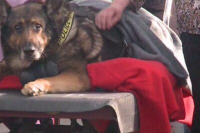 Die Sirene bleibt stumm, doch dieser letzte Einsatz ist der schwerste von allen. Ein treuer Polizeihund fährt ein letztes Mal im Streifenwagen mit, wissend, dass es keine Rückkehr mehr geben wird. Sein Blick aus dem Fenster, die ruhige Hand seines Hundeführers – jeder Moment ist Abschied. Wenige Minuten später endet ein Leben voller Dienst, Mut und Loyalität. Was diese letzte Fahrt bedeutet, bricht selbst hartgesottenen Beamten das Herz… klickt auf den Link, um das ganze Video zu sehen.