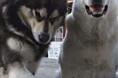 Alaskan Malamute gegen Deutscher Schäferhund: Zwei Giganten, aber nur einer passt zu Ihnen. Eine falsche Wahl könnte katastrophale Folgen haben. Wir enthüllen die schockierende Wahrheit hinter diesen majestätischen Rassen. Die entscheidenden Fakten, die jeder kennen muss, finden Sie jetzt in den Kommentaren!