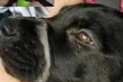 Explosive Enthüllung – ein Welpe mit versiegeltem Maul wird völlig verlassen entdeckt, die Retter fragen sich: war es wirklich ein Unfall oder steckt eine grausame Absicht dahinter? Niemand konnte ahnen, wie dramatisch diese Geschichte noch werden würde, denn aus dem Nichts erscheint eine Hündin, die das Unmögliche tut und zeigt, dass Liebe stärker ist als Grausamkeit. Was sie dann offenbart, lässt alle fassungslos zurück – mehr Enthüllungen weiter unten…