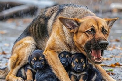 Tragedy in the storm – a lonely cry in the dark night, a frightened puppy trembling in the rain, the mysterious figure of the mother dog appearing like a shadow, protecting her babies with a secret strength – but why was she left behind, and who knows the truth? Coincidence or hidden plan? What are they hiding? The mystery deepens with every clue… More revelations below, full video auf Deutsch.