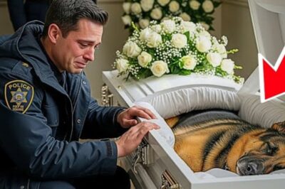 Ein erfahrener Officer steht regungslos vor dem Sarg seines geliebten K9-Partners – Tränen laufen über sein Gesicht, während Kollegen den letzten Gruß salutieren. Die Zeremonie ist still, gebrochen nur vom leisen Weinen. Doch plötzlich hallt ein einzelnes Bellen durch den Friedhof. Alle frieren ein. Was dann geschieht, stellt alles in Frage: War es wirklich vorbei – oder wurde etwas übersehen? Ein unglaubliches Detail führt zu einem Fall, der die Polizei tief erschüttert. Klick auf den Link, um alles zu erfahren!