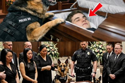 Polizeihund hörte nicht auf, einen Sarg anzubellen – was er entdeckte, hatte niemand je zuvor gehört dddd