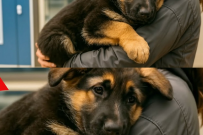 Welpe umarmt Besitzer vor dem Tod – dann sieht der Tierarzt etwas Unglaubliches! dddd